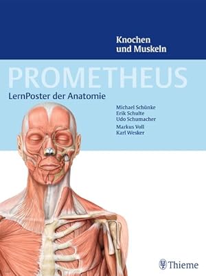 Bild des Verkufers fr PROMETHEUS LernPoster der Anatomie Knochen und Muskeln zum Verkauf von Leipziger Antiquariat