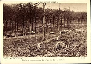 Bild des Verkufers fr Ansichtskarte / Postkarte Dans le No Man's Land, Cochons en promenade dans les fils de fer barbeles, Schweine, Stacheldraht zum Verkauf von akpool GmbH