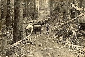 Imagen del vendedor de LUMBERJACKS USING A CHOCKER TO PULL A LOG ONTO A SKID ROAD [title supplied]. Dry-plate photograph a la venta por Currey, L.W. Inc. ABAA/ILAB