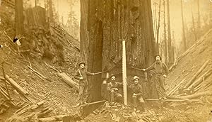 Imagen del vendedor de TWO PHOTOGRAPHS OF LUMBERJACKS AND LUMBERING, PROBABLY IN NORTHERN CALIFORNIA: LUMBERJACKS POSING WITH THEIR EQUIPMENT IN FRONT OF A TREE THEY ARE FELLING and A LARGE GROUP OF MEN POSING IN FRONT OF A LARGE LOG AND A STEAM DONKEY [titles supplied]. Albumen prints a la venta por Currey, L.W. Inc. ABAA/ILAB