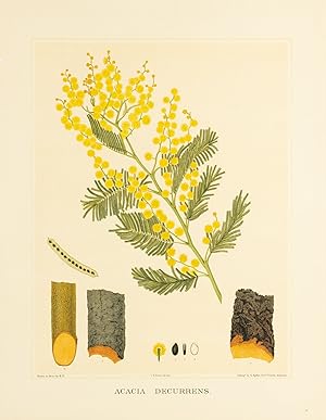 Acacia decurrens [Black Wattle]