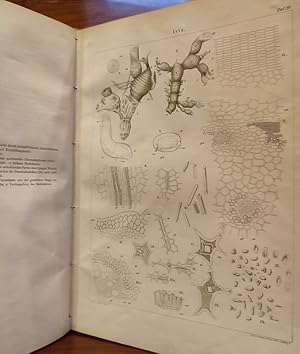 Bild des Verkufers fr Anatomischer Atlas der Pharmakognosie und Nahrungsmittelkunde. zum Verkauf von St. Jrgen Antiquariat