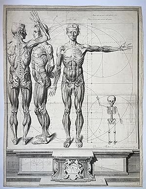 Nouvelles figures De Proportions et D'anatomie Du Corps humain. Très Grande Estampe Gravée, Paris...