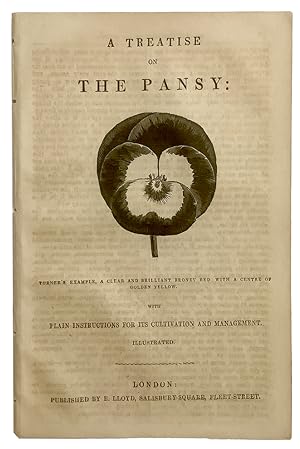 A Treatise on the Pansy: Turner's example, a clear and brilliant brozy red with a centre of golde...