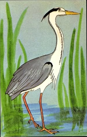 Seller image for Ansichtskarte / Postkarte Reiher, Herons often stand very still in shallow water waiting on a passing fish for sale by akpool GmbH