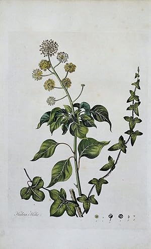 HEDERA HELIX IVY Curtis Large Antique Botanical Print Flora Londinensis 1777