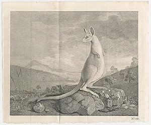 Bild des Verkufers fr No. 20. [An animal found on the coast of New Holland called Kanguroo.] zum Verkauf von Altea Antique Maps