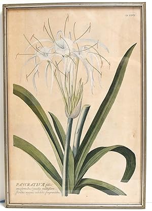 [BOTANICAL PRINT] [FRAMED] PANCRATIUM. PLATE XXVII