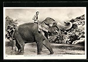 Bild des Verkufers fr Ansichtskarte Ceylon, Tempel-Elefant mit Reiter im Wasser stehend zum Verkauf von Bartko-Reher