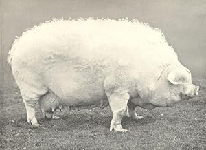 Lincoln Curly-Coated Sow-"Midville AI." winner of first and special prizes, R.A.S.E. show, 1907