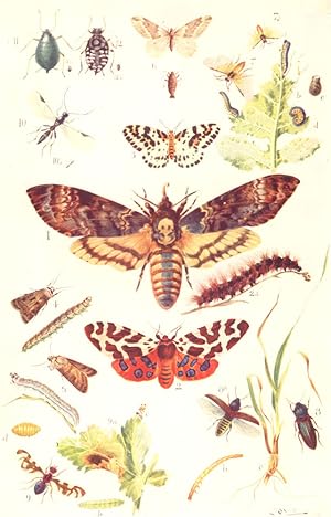 Bild des Verkufers fr Insects I 1. Death's-head Moth (Acherontia atropos).2. Scarlet Tiger Moth (Arctia caja). a. Do. caterpillar (" woolly bear").3. Magpie Moth (Abraxus grossulariata). 4. Heart-and-Dart Moth (Agrotis exclamationis) and caterpillar of ditto. 5. Common Dart Moth (Agrotis segetum) and caterpillar of ditto. 6. March Moth (Anisopteryx aescularia). Winged male and wingless female. 7. Turnip Saw-fly (Athalia spinarum), male, magnified. a. Do. female, slightly reduced. b. Do. larvae or caterpillars feeding or at rest. c. Do. cocoon, open at one end, after the fly has emerged from it. d. Do. eggs deposited on a leaf. 8. Obscure Click Beetle (Agriotes obscurus), magnified. a. Striped do. (Agriotes lineatus), do. b. True wireworm or larva of Agriotes lineatus. c. Small wireworm feeding at base of young wheat plant. 9. Celery Fly (Acidia heraclei), male, magnified. a. Leaf blistered by Acidia heraclei. b. Maggot, magnified. c. Female fly walking. d. Pupa, magnified. 10. Aphidius avenae, male, magnifi zum Verkauf von Antiqua Print Gallery