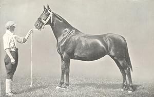 Yorkshire Coach Horse - "Woodland Brier"