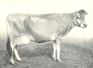 Jersey Cow - "Lady Viola" 1st prize winner at the R.A.S.E. shows, 1906, 1907 and 1908