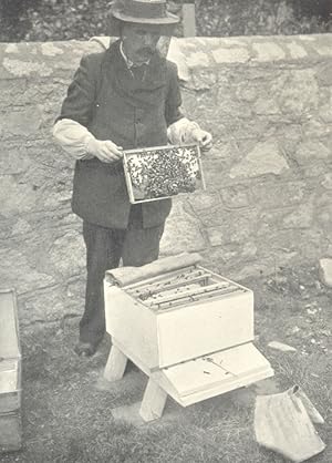 Bees and Bee-Keeping  I; Driving Bees from A Skep