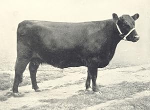 Galloway Cow-"Dora of Durhamhill" three times winner of the President's medal for the best Gallow...