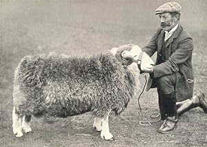Seller image for Herdwick Ram - "King Moor 3rd" 1st prize winner, Royal Counties show, 1907; for sale by Antiqua Print Gallery