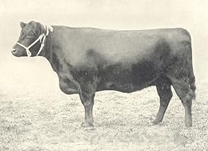 Galloway Cow- "Nancy Lee II of Castlemilk" winner of prince of Wales Gold Medal for best Galloway...