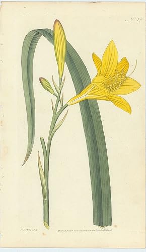 Seller image for Hemerocallis Flava. Yellow Day-Lily. [From] The Botanical Magazine; or, Flower-Garden Displayed: In which the most Ornamental Foreign Plants, Cultivated in the Open Ground, the Green-House, and the Stove, are Accurately Represented in their Natural Colours. To which are Added, their Names, Class, Order, Generic and Specific Characters, According to the Celebrated Linnus; their Places of Growth, and Times of Flowering: Together with the Most Approved Methods of Culture. A Work Intended for the Use of such Ladies, Gentlemen, and Gardeners, as Wish to Become Scientifically Acquainted with the Plants they Cultivate. for sale by Robert Frew Ltd. ABA ILAB
