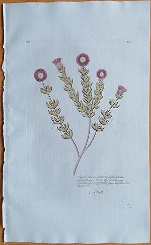 Botany Blueprint: Burdock – PRINT Magazine