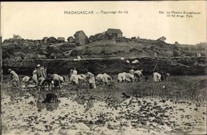 Seller image for Ansichtskarte / Postkarte Madagaskar, Piquetage du riz, Blick auf ein Feld mit Einheimischen for sale by akpool GmbH