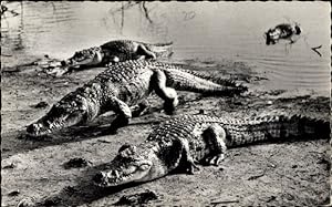 Ansichtskarte / Postkarte Faune Africaine, Crocodiles