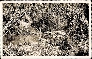 Ansichtskarte / Postkarte Pointe Noire, Caiman sur la Riviere Loeme