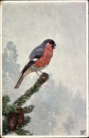 Künstler Ansichtskarte / Postkarte Vogel mit rotem Baum, Tannenzweig, Zapfen - Wohlgemuth 1171