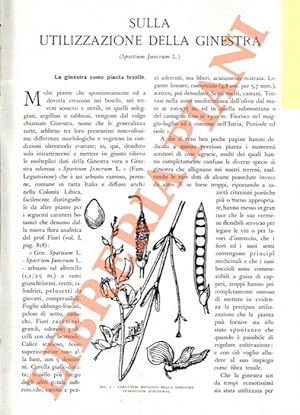 Seller image for Sulla utilizzazione della ginestra. for sale by Libreria Piani