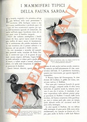 I mammiferi tipici della fauna sarda.