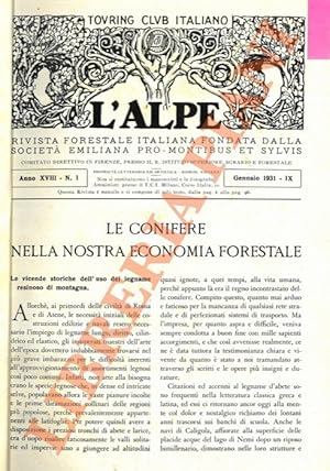 Le conifere. Le conifere nella nostra economia forestale. Le conifere spontanee sulla montagna it...