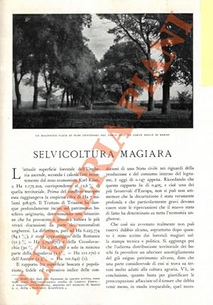 Selvicoltura magiara.