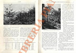 Il finanziamento della restaurazione forestale.