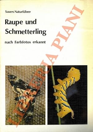 Raupe und Schmetterling.