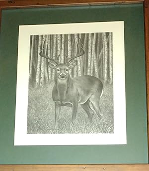 Image du vendeur pour Whitetail; Pencil Signed Print mis en vente par The Librarian's Books