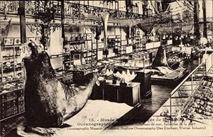 Ansichtskarte / Postkarte Monaco, Musée Oceanographique, Meeresforschungsmuseum, Seeelefant, Expo...