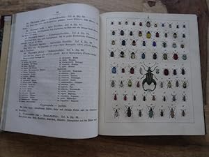 Käferbuch - Allgemeine und specielle Naturgeschichte der Käfer, mit vorzüglicher Rücksicht auf di...