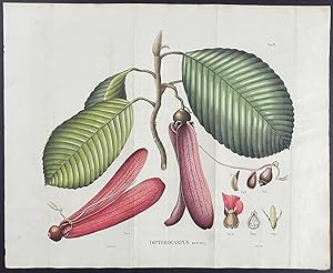 Botanical - Hollong; Dipterocarpus retusus
