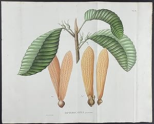 Botanical - Dipterocarpus spanoghei