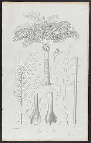 Botanical - Palm; Cycas