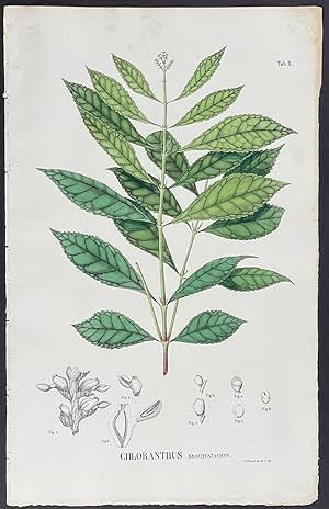 Botanical - Chloranthus