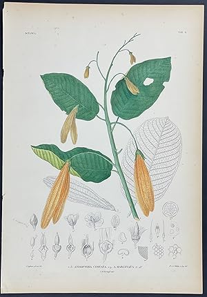 Botanical - Anisoptera