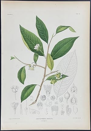 Botanical - Sarosanthera