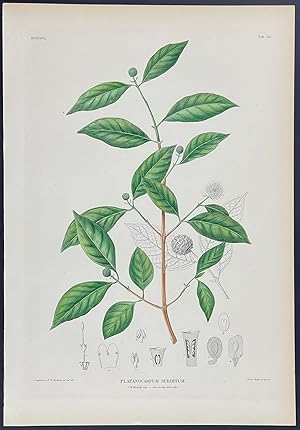 Botanical - Platanocarpum