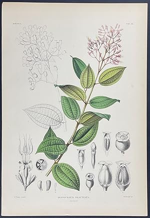 Botanical - Dissochaeta