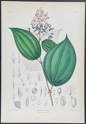 Botanical - Dalenia