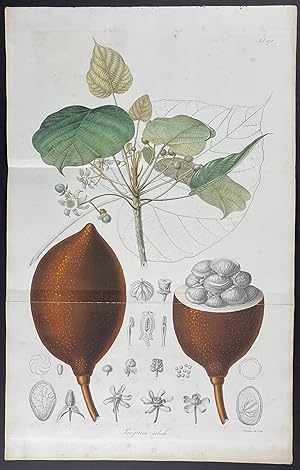 Botanical - Pangium Edule
