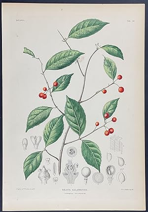 Botanical - Salacia
