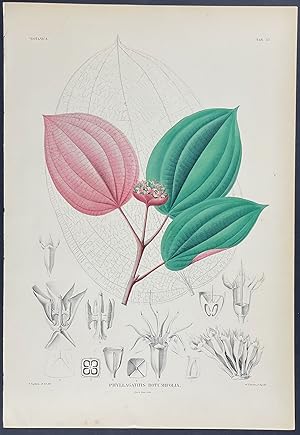 Botanical - Phyllagathis