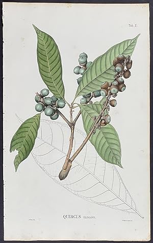 Botanical - Quercus