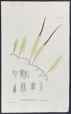 Botanical - Fern; Niphobolus